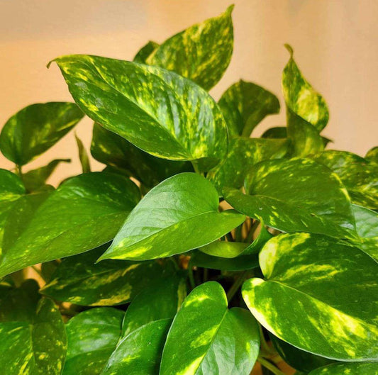 Scindapsus Neon Pothos - Rare Plant - Beautiful Plant - Cuttings