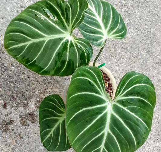 Philodendron Gloriosum - Rare Plant - Beautiful Plant - Cuttings