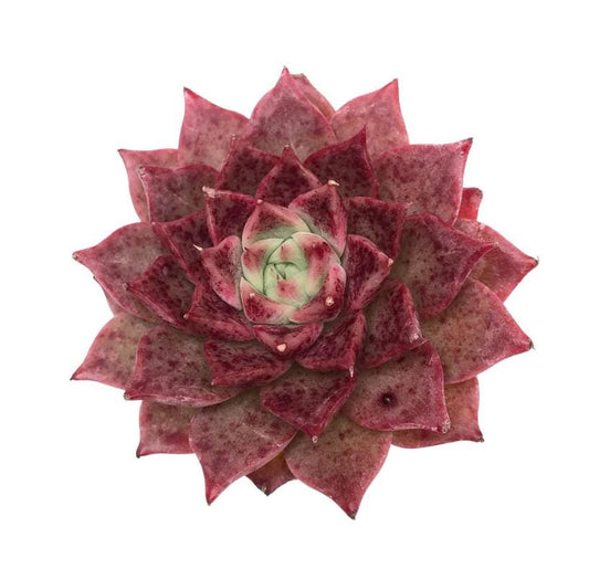 Echeveria A Million Roses - beautiful succulent - propagation leaf