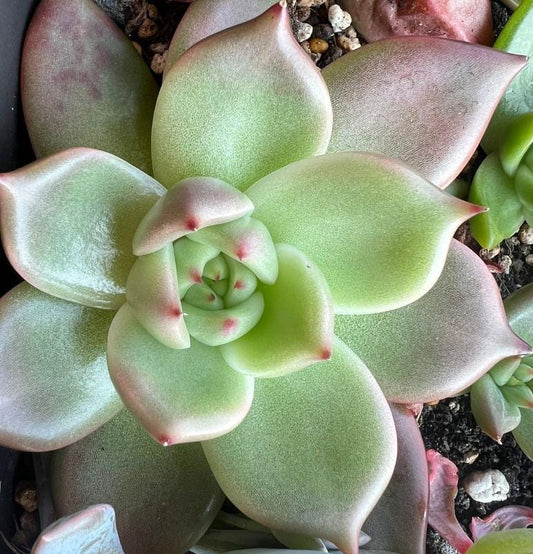 Echeveria By Planet - beautiful succulent - propagation leaf