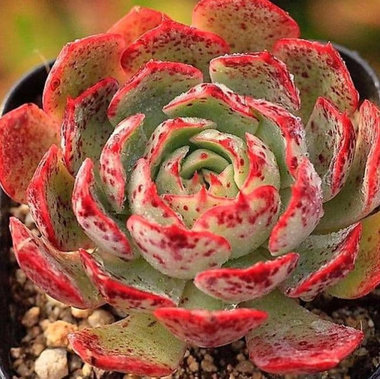 Echeveria Love Fire - beautiful succulent - propagation leaf