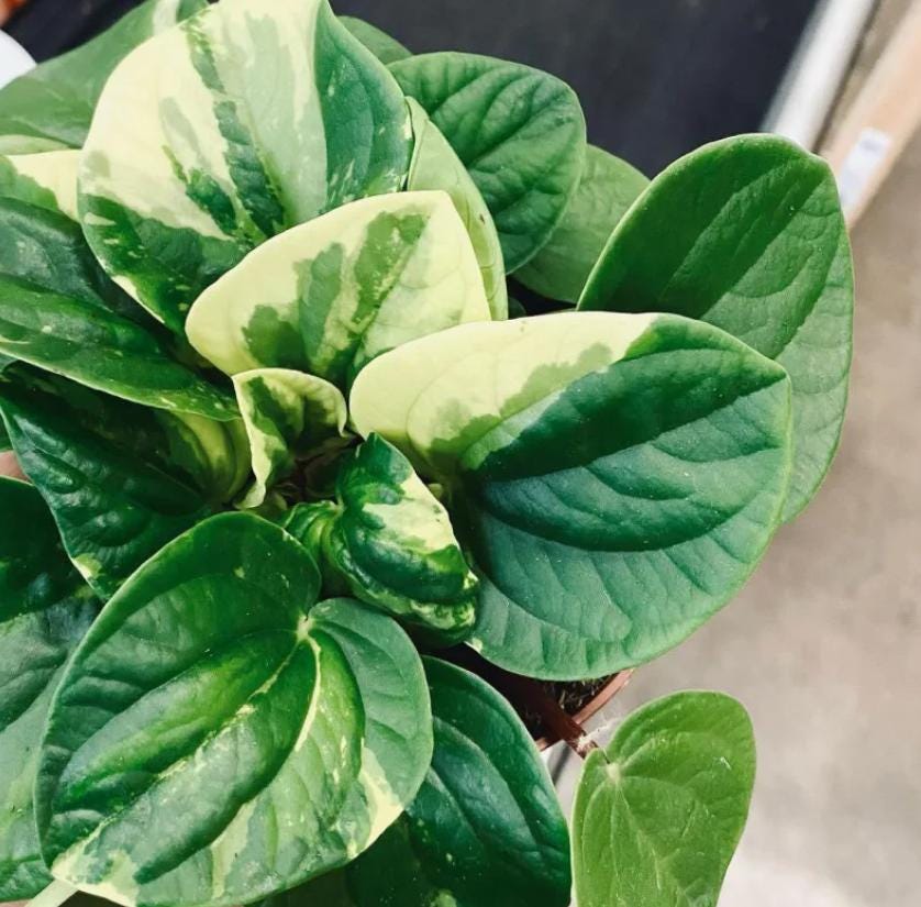 Variegated Peperomia Rana Verde - beautiful succulent - propagation leaf - cuttings