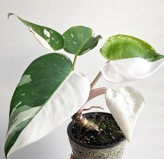 Philodendron White Knight - Rare Plant - Beautiful Plant - Cuttings