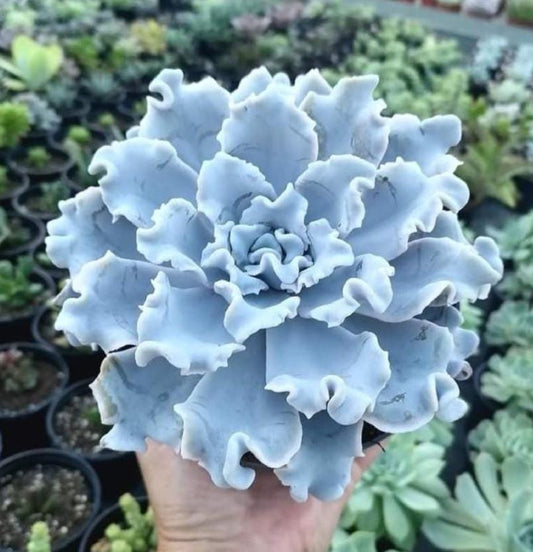 Echeveria Crispate Beauty - beautiful succulent - propagation leaf