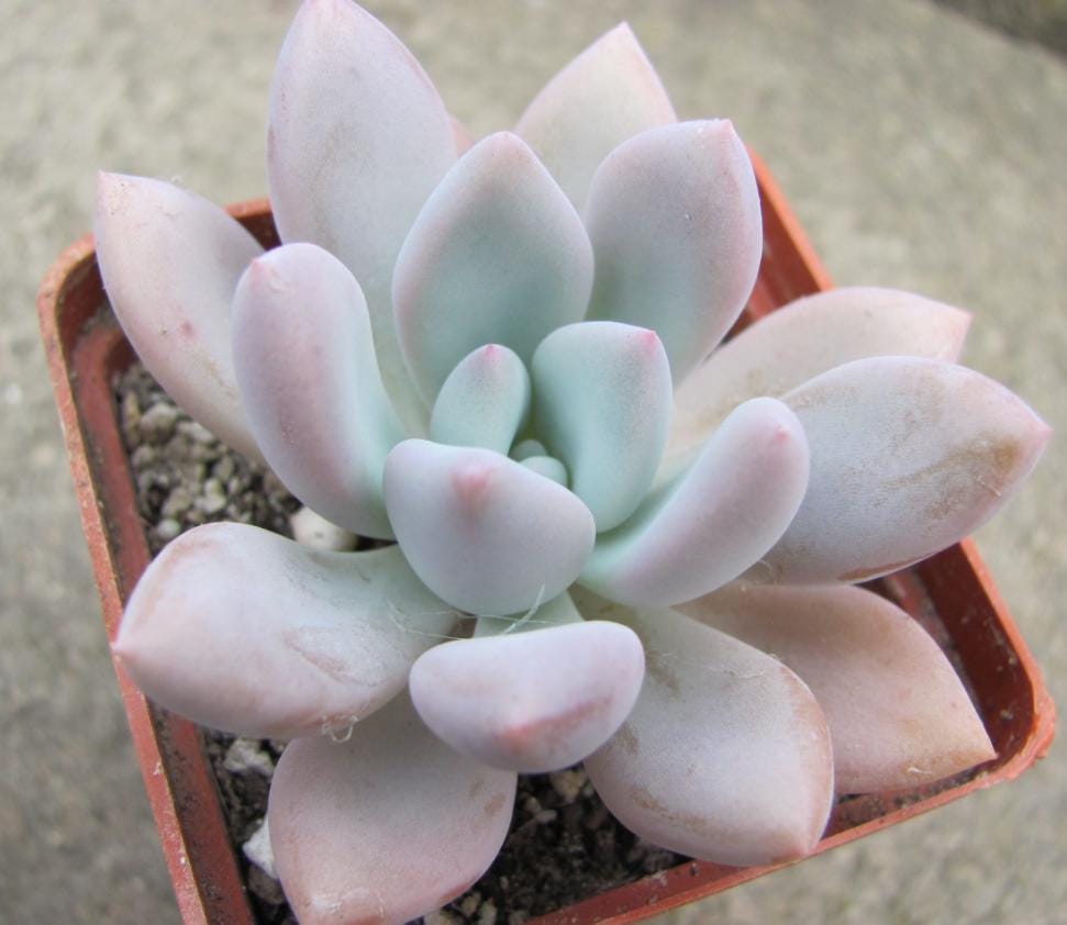 Pachyveria Opalina - beautiful succulent - propagation leaf