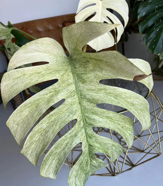 Monstera deliciosa Mint Variegata - Monstera Mint - Rare Plant - Beautiful Plant