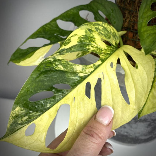 Monstera Adansonii Aurea Variegated - Variegated Monstera - Rare Plants - Monstera Cuttings - Propagation Nodes