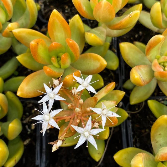 Sedum Adolphii - beautiful succulent - propagation leaf