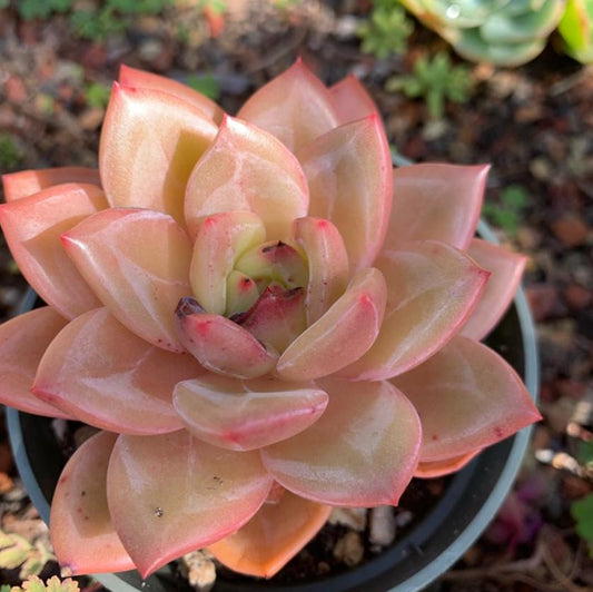 Echeveria Champagne - beautiful succulent - propagation leaf