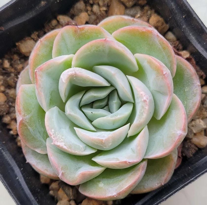 Echeveria Mona Lisa - beautiful succulent - propagation leaf