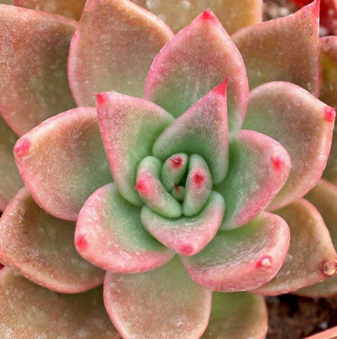 Echeveria Bronze - beautiful succulent - propagation leaf