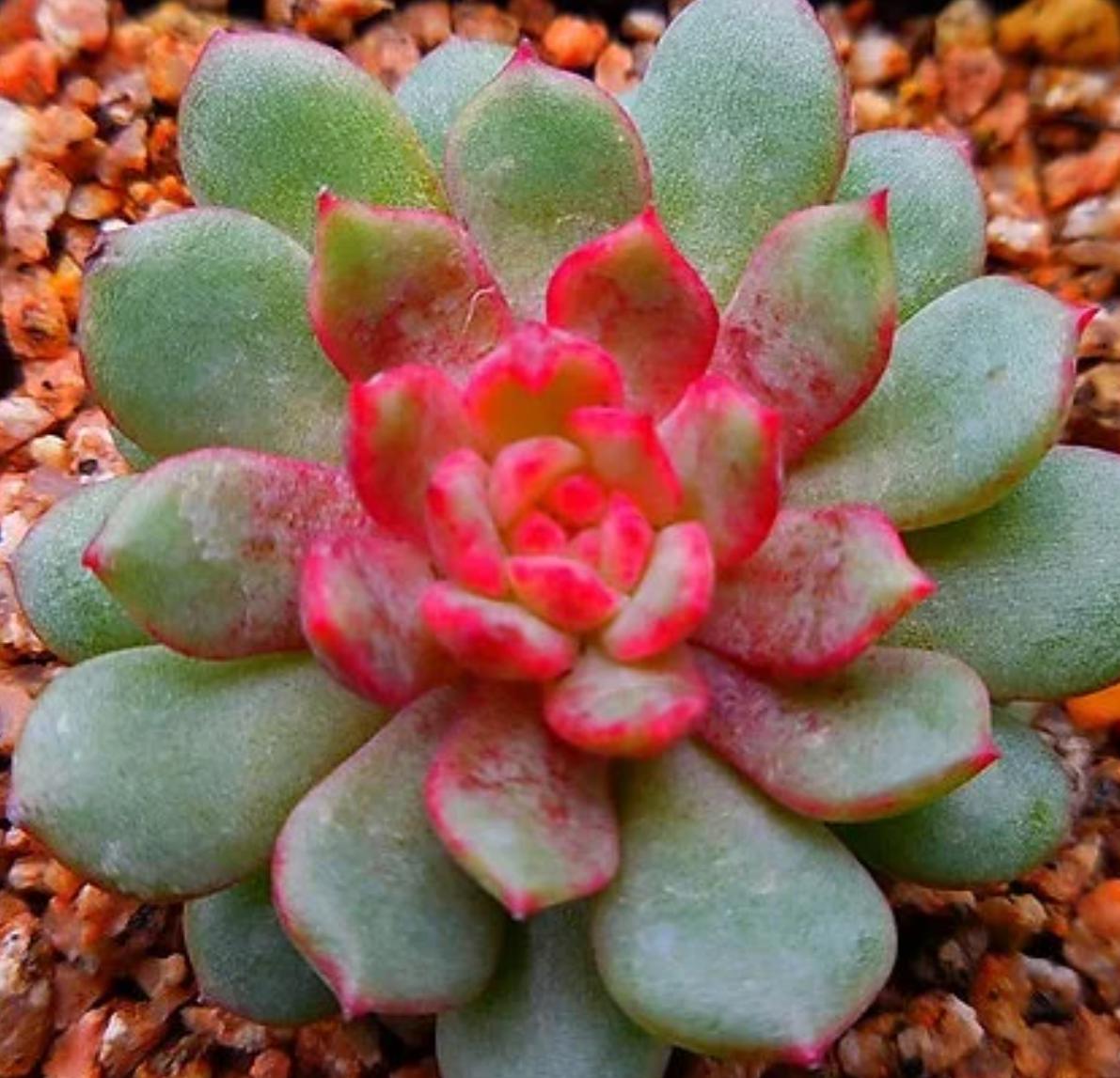 Echeveria Red Center - beautiful succulent -propagation leafs