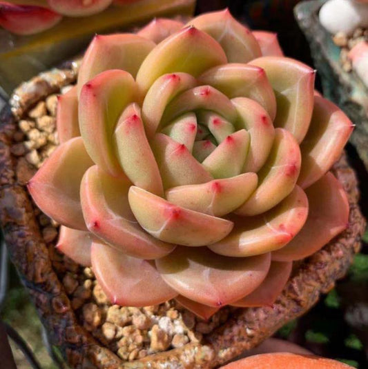 Echeveria Agavoides Shallot - beautiful succulent - propagation leaf