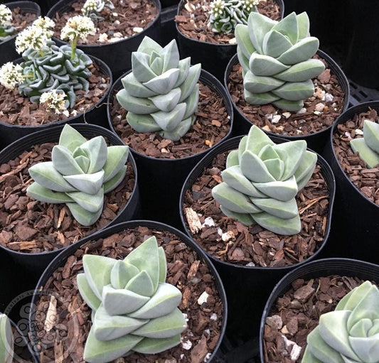 Crassula Moonglow - Beautiful Succulent - Rare Succulent - Cuttings