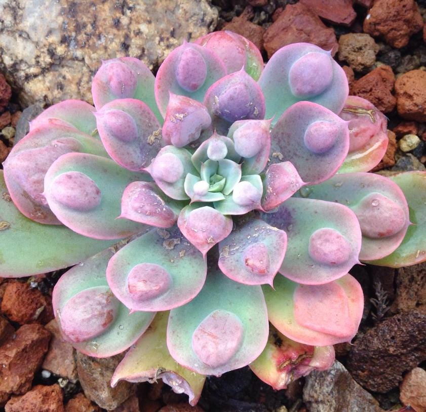 Echeveria Raindrops - beautiful succulent - propagation leaf