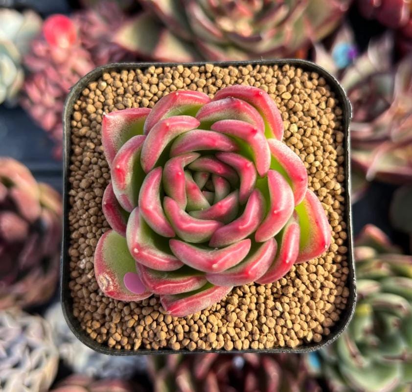 Echeveria Floriditi - beautiful succulent - propagation leaf