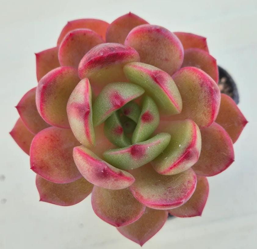 Echeveria Salu - beautiful succulent - propagation leaf