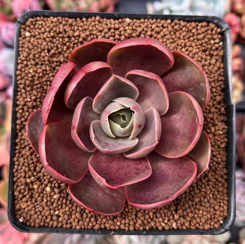 Echeveria Red Tan - beautiful succulent - propagation leaf