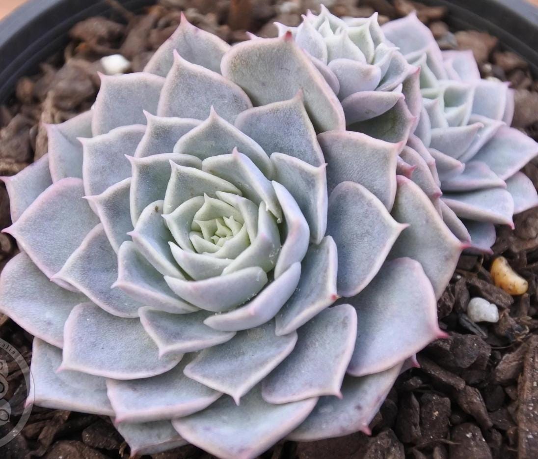 Echeveria Shelley - beautiful succulent - propagation leaf