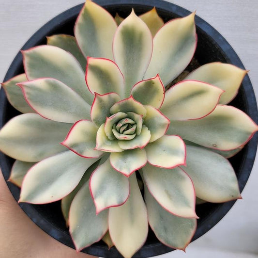 Echeveria Esther Variegated - beautiful succulent - propagation leaf