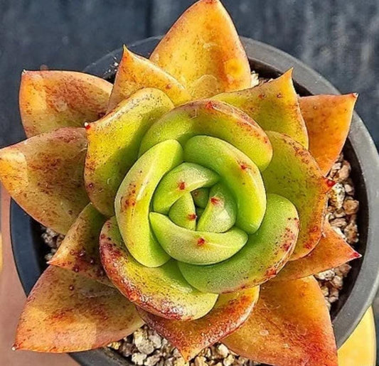 Echeveria Jupiter - beautiful succulent - propagation leaf