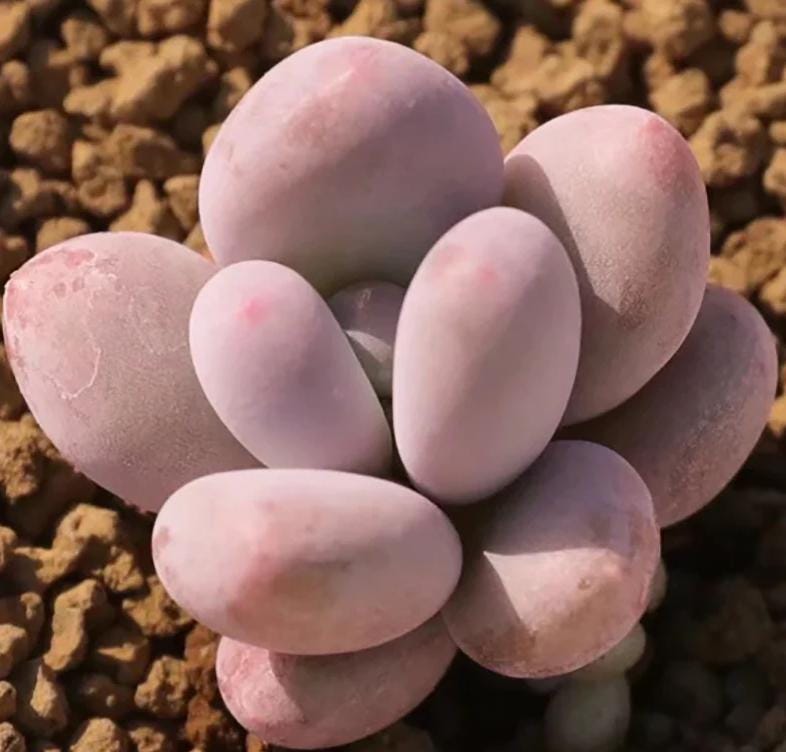 Pachyphytum Oviferum Tsukibijin - beautiful succulent - propagation leaf