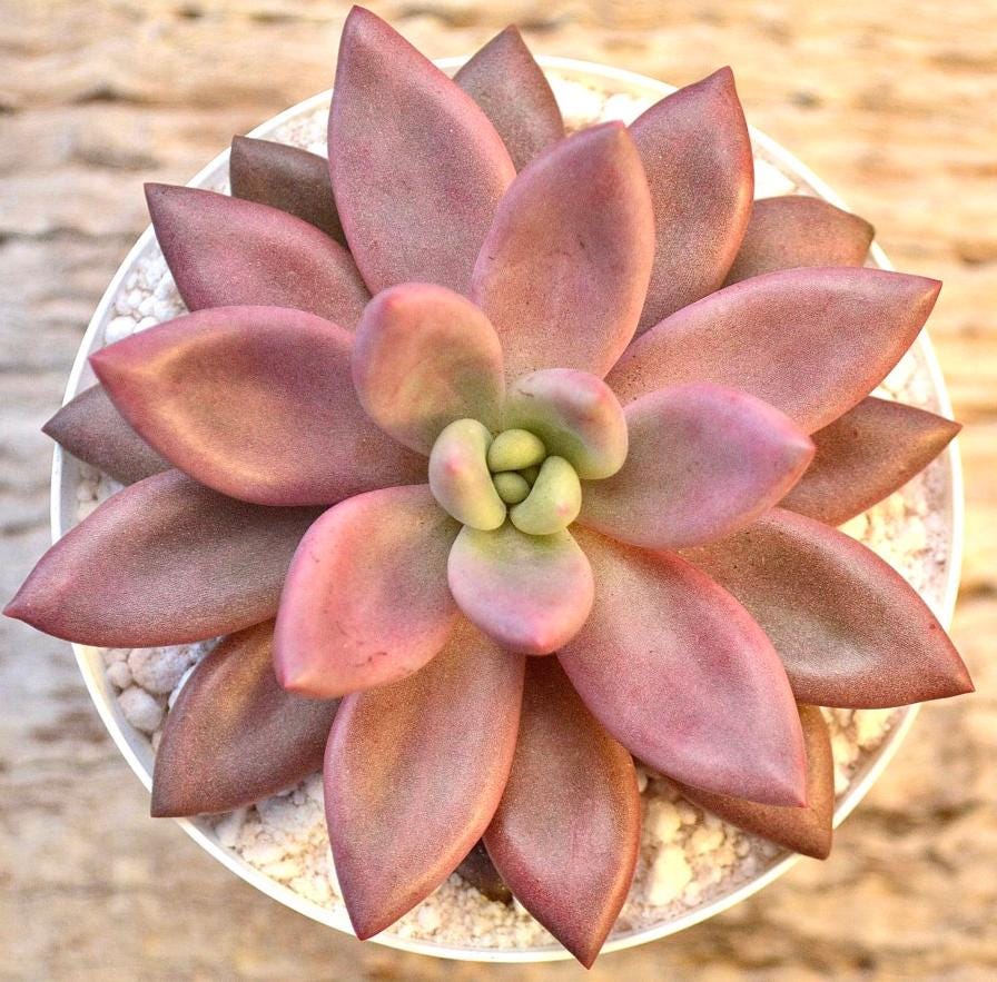 Graptoveria Pink Dona - beautiful succulent - propagation leaf