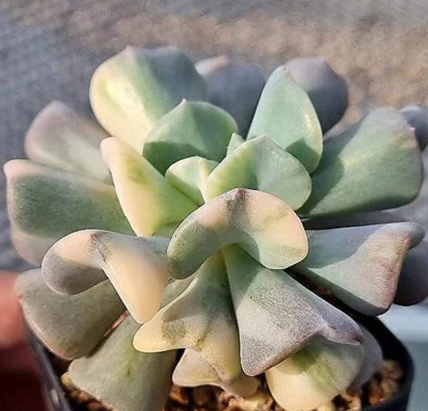 Echeveria Pulvinata Frosty - beautiful succulent - propagation leaf