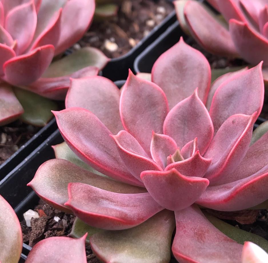 Echeveria Mina - beautiful succulent - propagation leaf