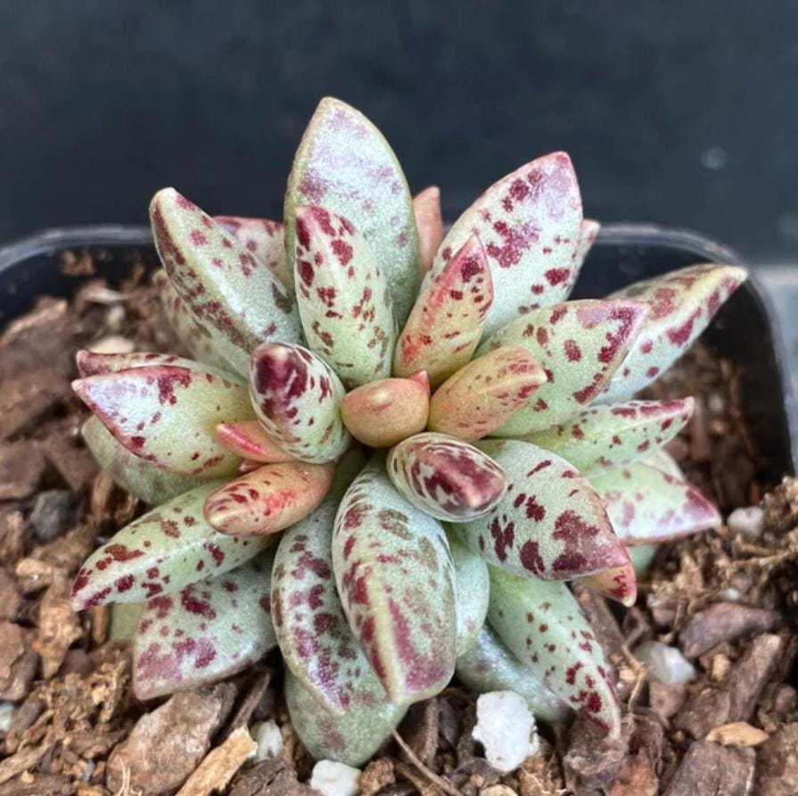 Adromischus Hemisphaericus - beautiful succulent - propagation leaf