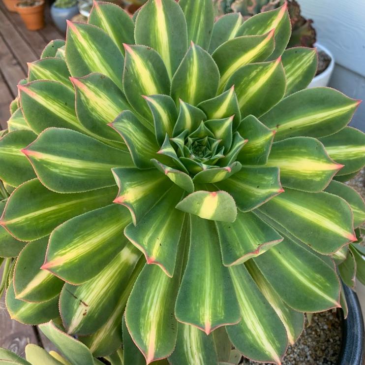 Aeonium Starburst - beautiful succulent - propagation leaf