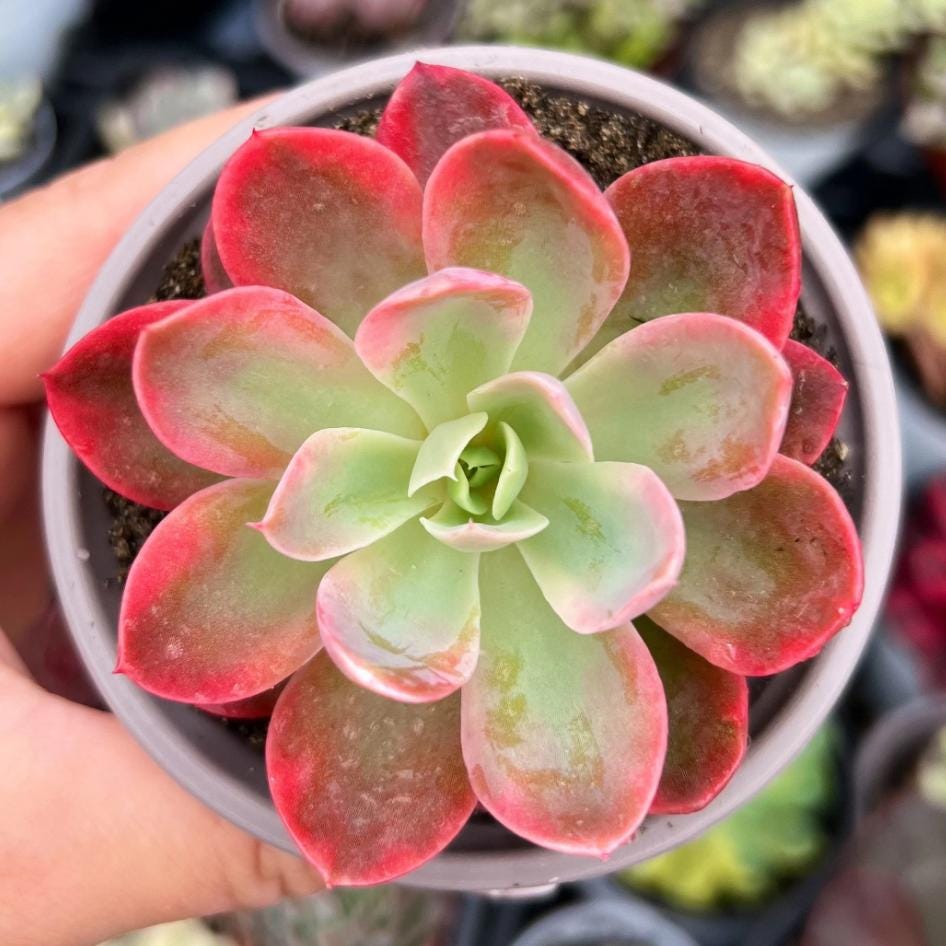 Echeveria Pink Vera - beautiful succulent - propagation leaf