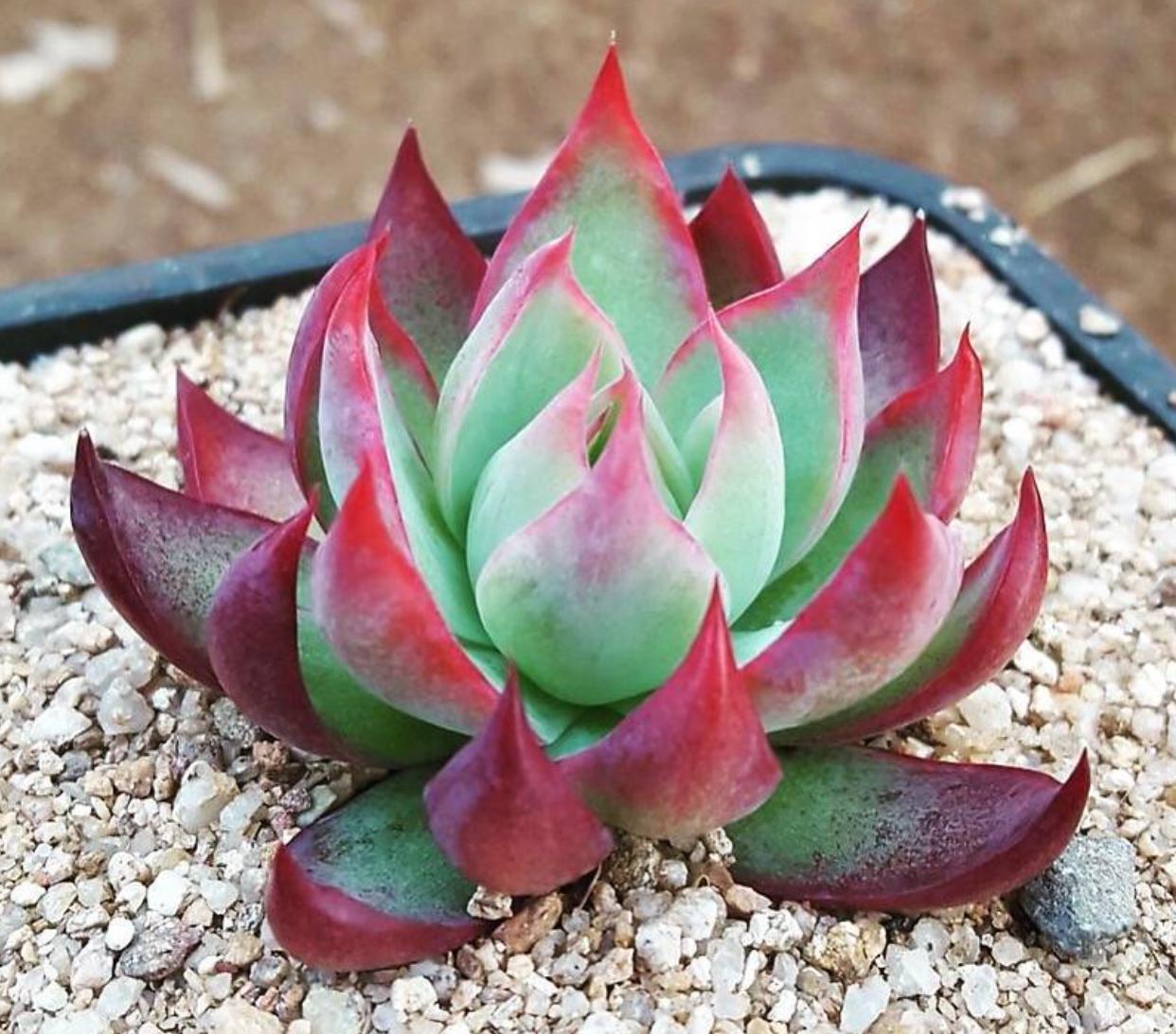 Echeveria Casio - beautiful succulent - propagation leaf