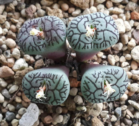 Conophytum Wittebergense - Very Rare - Beautiful Succulent - Rare Succulent - Living Stones - Succulents