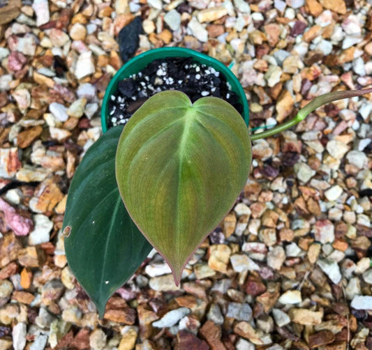 Philodendron Scandens Micans - Rare Plant - Beautiful Plant - Cuttings