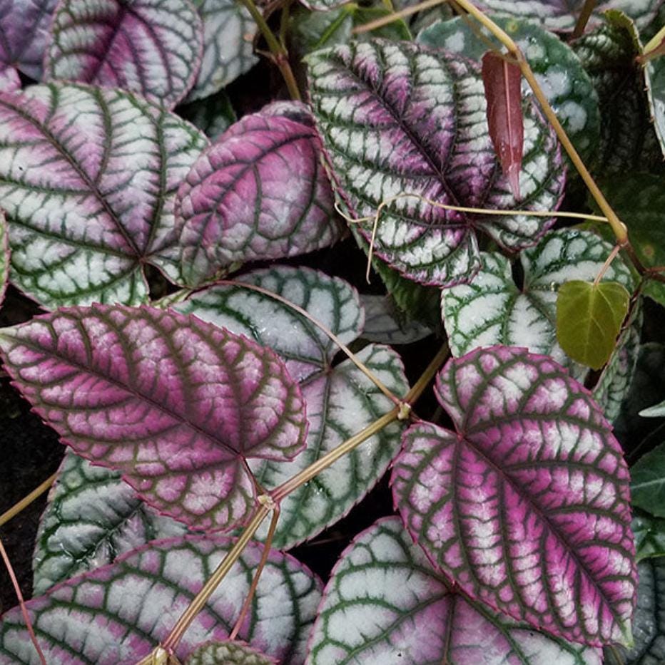 Cissus Discolor Violet Vine - Rare Plant - Beautiful Plant - Cuttings