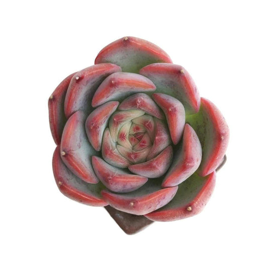 Echeveria Estrela - beautiful succulent - propagation leaf