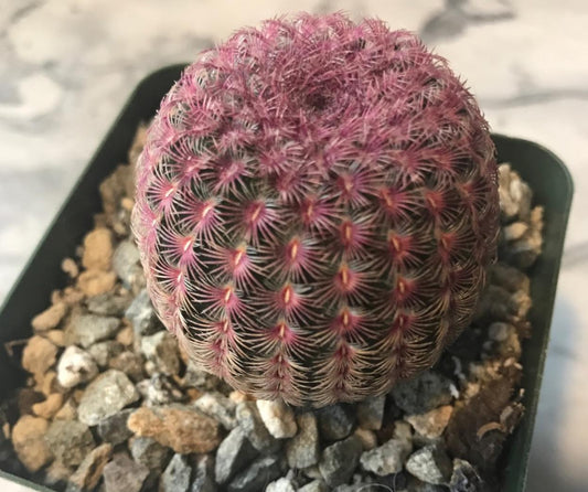 Echinocereus Rubispinus - Rainbow Cactus - Succulent plant - rare cactus