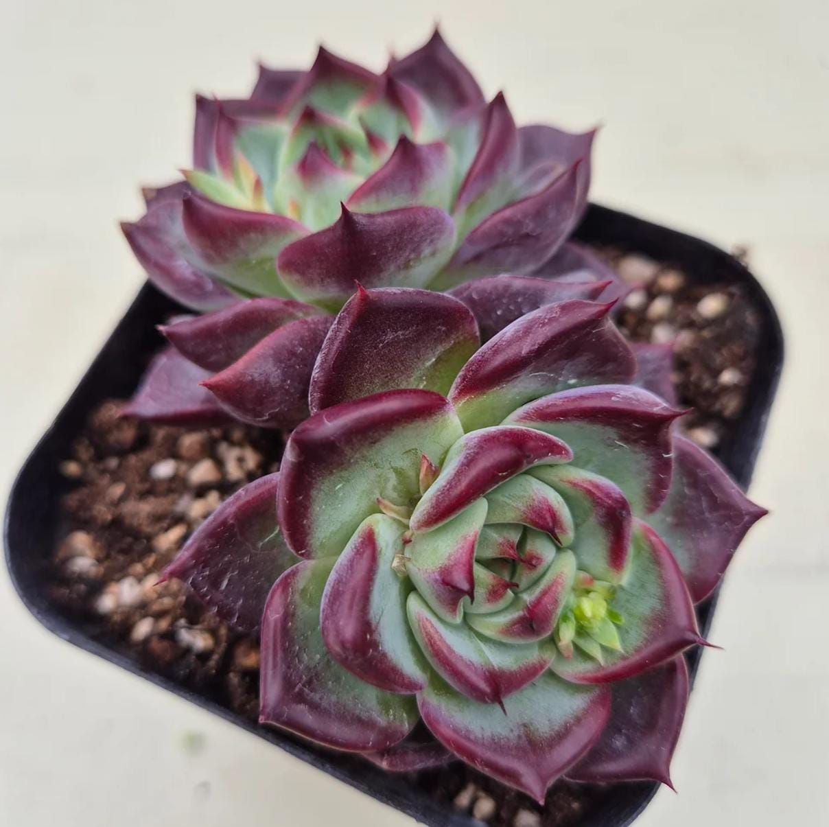 Echeveria Lumines - beautiful succulent - propagation leaf