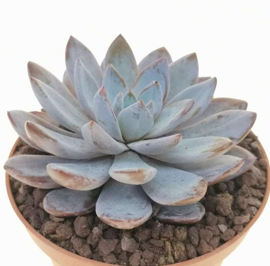 Graptoveria Lulu - beautiful succulent - propagation leaf