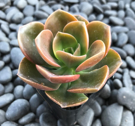 Echeveria Melaco - beautiful succulent - propagation leaf