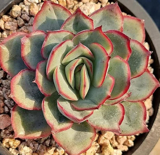 Echeveria Esther - beautiful succulent - propagation leaf