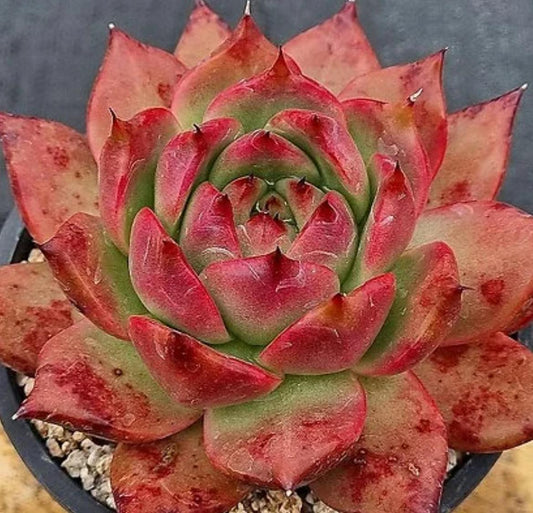 Echeveria Amestro - beautiful succulent - propagation leaf