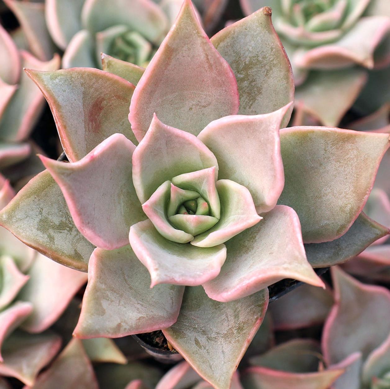 Echeveria Madiba - beautiful succulent - propagation leaf