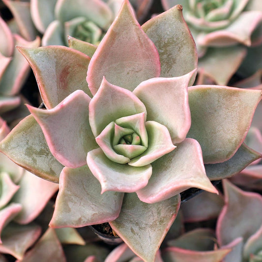 Echeveria Madiba - beautiful succulent - propagation leaf