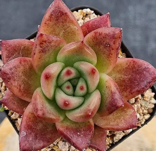 Echeveria Red Wine - beautiful succulent - propagation leaf