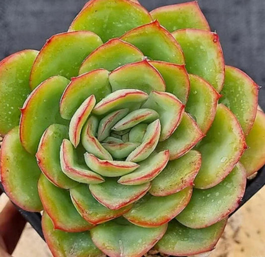 Echeveria Morning Dew - beautiful succulent - propagation leaf