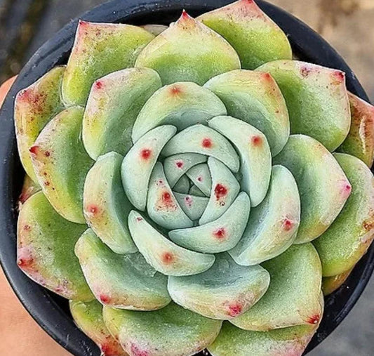 Echeveria Carla - beautiful succulent - propagation leaf