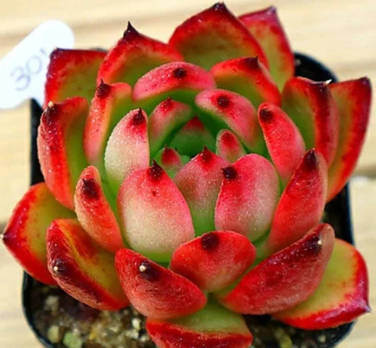 Echeveria Morgain - beautiful succulent - propagation leaf