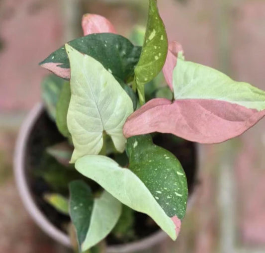 Syngonium Red Spot Tricolor - Rare Plant - Beautiful Plant - Cuttings